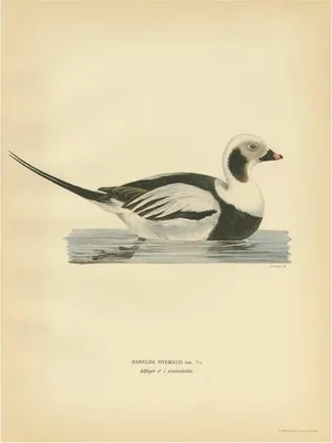 Von Wright, Male Long-Tailed Duck, 1929, Paper
