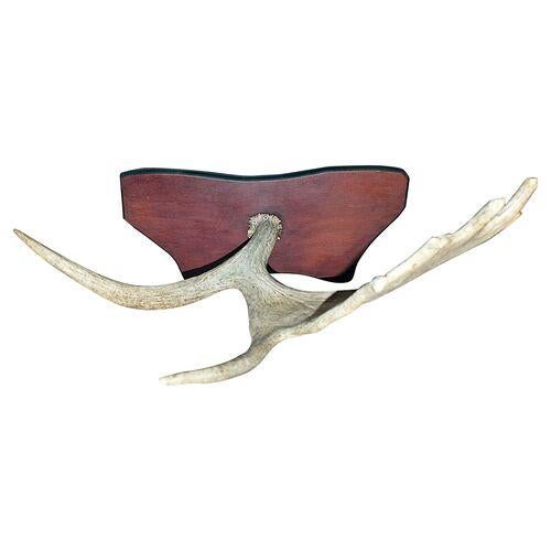1980s 1980s Moose Antler Mount For Sale - Image 5 of 5