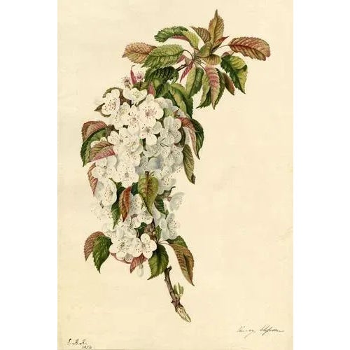 E.B.R., Cherry Blossom Branch, Original, 1832, Watercolour Painting For Sale - Image 4 of 4