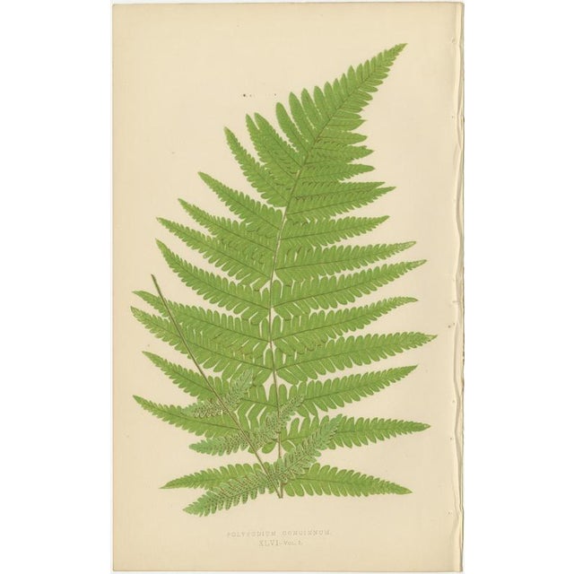 Edward J. Lowe, Tropical Ferns, 1856, Lithographs, Set of 10 For Sale - Image 10 of 14