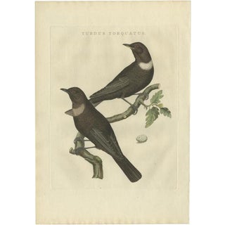 Sepp & Nozeman, Ring Ouzel, 1797, Paper For Sale