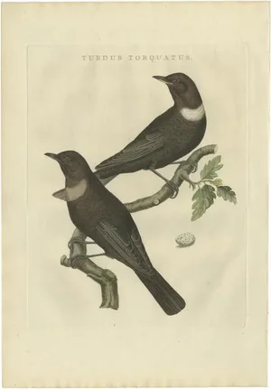 Sepp & Nozeman, Ring Ouzel, 1797, Paper