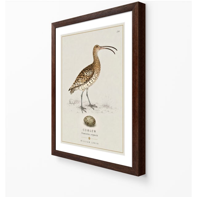 William Lewin 1789 Waterbirds Fine Art Gallery Board Print - The Curlew For Sale - Image 4 of 12