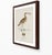 William Lewin 1789 Waterbirds Fine Art Gallery Board Print - The Curlew For Sale - Image 4 of 12