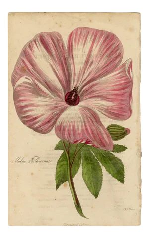 "Malva Fullerianal" Antique Engraving