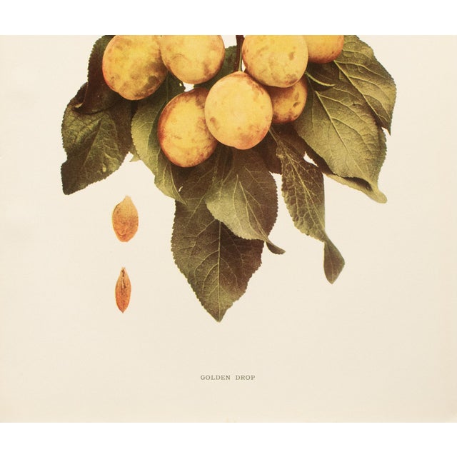 1900s U. P. Hedrick, Original Antique Photogravure of Golden Drop Plums For Sale - Image 4 of 7