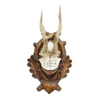 Black Forest Antique Roe Deer Trophy on Carved Plaque 1933 For Sale