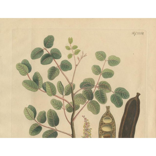 Antique Carob Botanical Print Ceratonia Siliqua, 1831 For Sale - Image 3 of 10