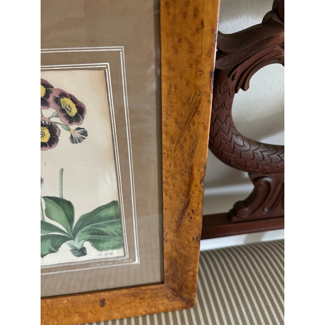 19th Century English Primrose Botanical Illustration Print in Antique Birds Eye Maple Frame (#1 of 2 Available) For Sale - Image 11 of 12