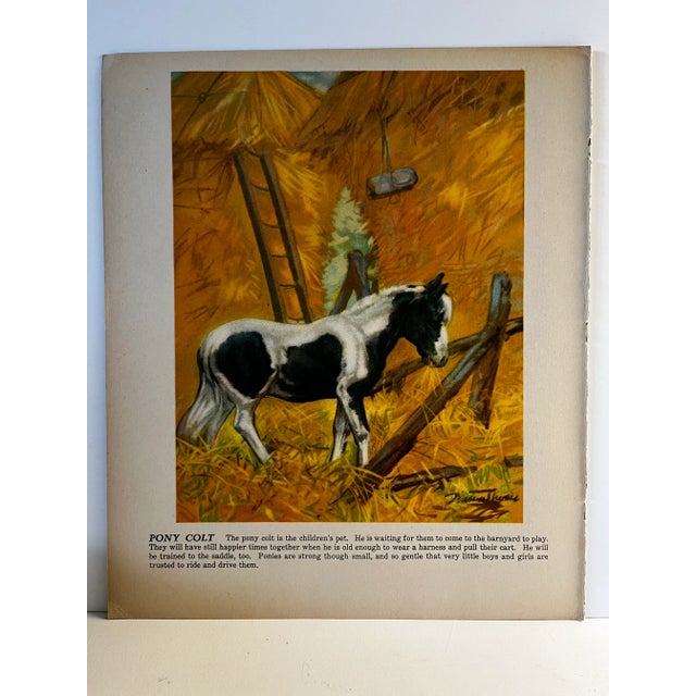 Illustration 1940s Diana Thorne Pony Colt Illustration Print For Sale - Image 3 of 3