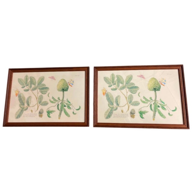 Pair of Vintage Botanical & Entomological Framed Art Prints For Sale - Image 4 of 12