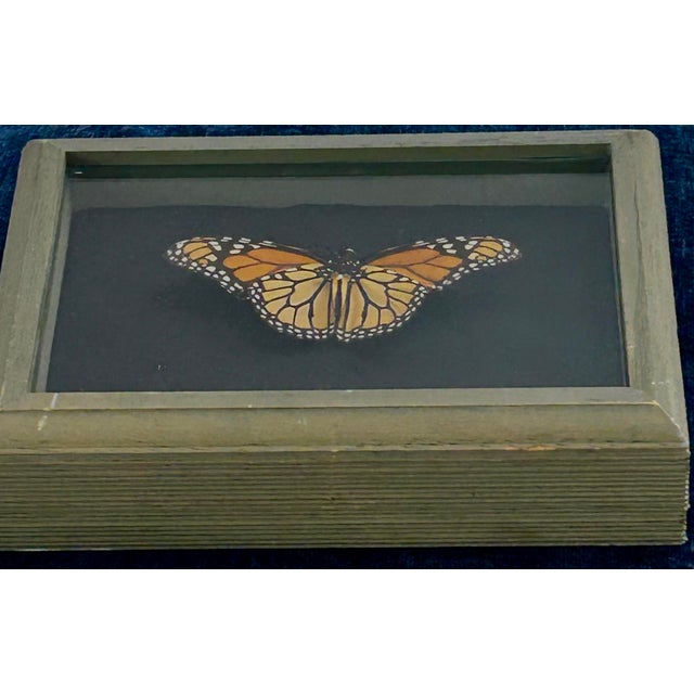 A striking vintage faux butterfly presented in a deep, French gray-painted wooden shadowbox. The Monarch butterfly is...