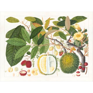 Golden Tropic Botanicals Plate #11, Giclée Print For Sale