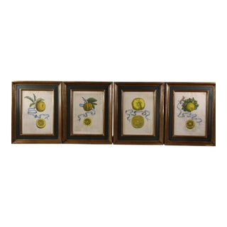 Set of 4 Antique 17c Giovanni Battista Ferrari Botanical Engraving Prints of Lemons For Sale