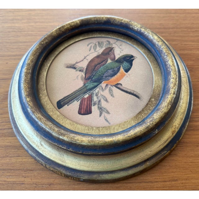 Wood Vintage Framed Print of Trogon Birds For Sale - Image 7 of 8