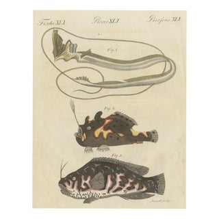 Bertuch, Frogfish with Lure and a Ribbon Fish, 1810, Print For Sale