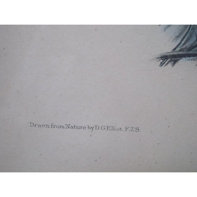 Daniel Giraud Elliot Framed C1869 Scardafella Inca Little Dove Lithograph For Sale - Image 4 of 7