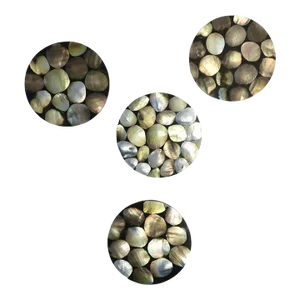 Abalone Seashell Cocktail Coasters by R & Y Augousti - Set of 4