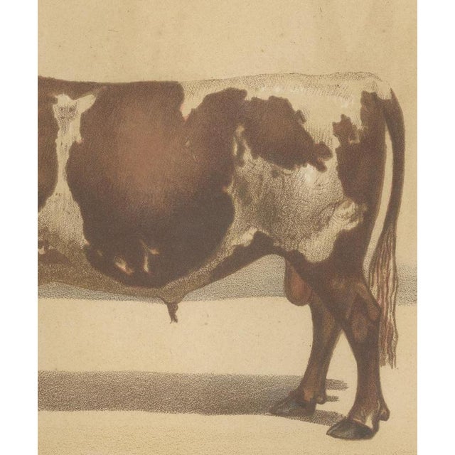 Olivier De Penne, Ayrshire Bull, Scottish Cattle, 1863, Chromolithograph For Sale - Image 6 of 9