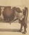 Olivier De Penne, Ayrshire Bull, Scottish Cattle, 1863, Chromolithograph For Sale - Image 6 of 9