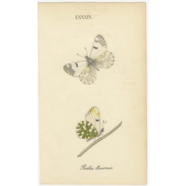 William Home Lizars after Sir William Jardine, Small-Format Butterfly with Botanical Studies, 1835, Paper Engravings, Set of 6 For Sale - Image 6 of 9