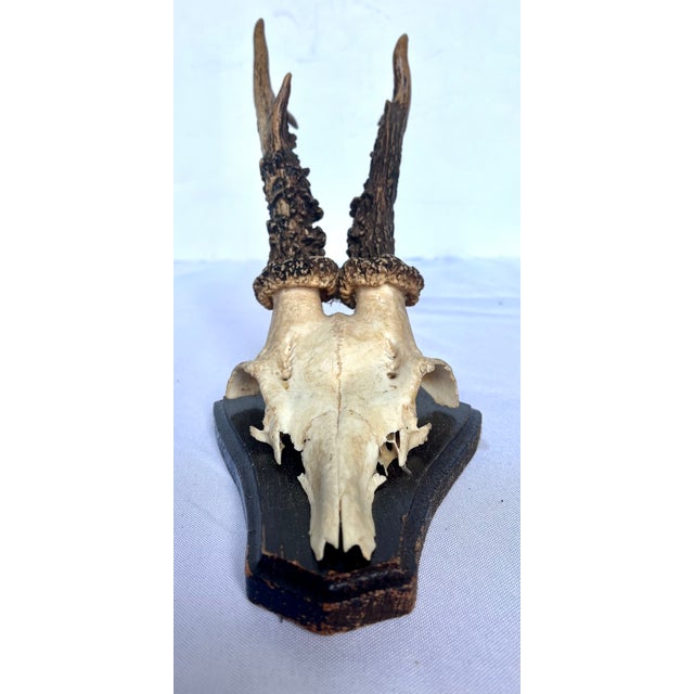 An authentic European hunting trophy featuring a vintage roebuck (Capreolus capreolus) skull cap and antlers beautifully...