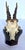 An authentic European hunting trophy featuring a vintage roebuck (Capreolus capreolus) skull cap and antlers beautifully...