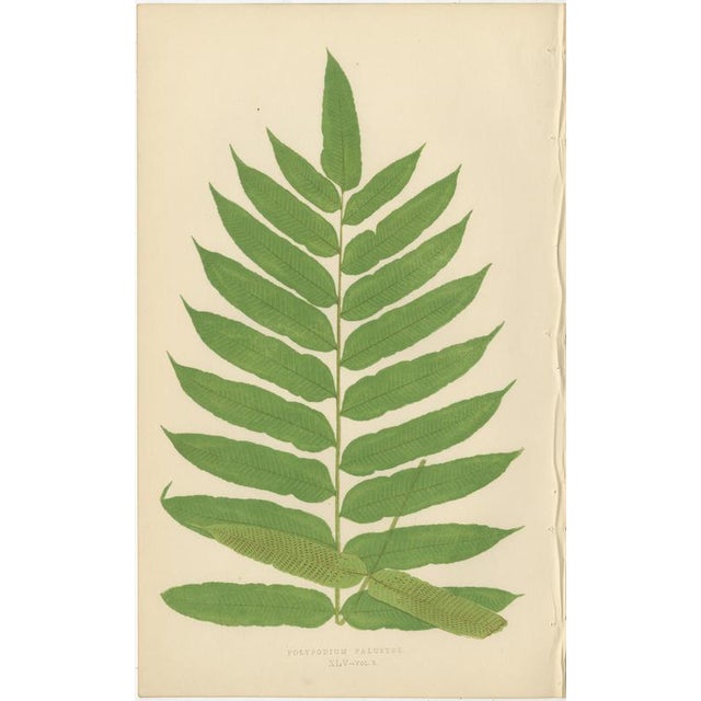 Edward J. Lowe, Tropical Ferns, 1856, Lithographs, Set of 10 For Sale - Image 9 of 14