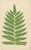 Edward J. Lowe, Tropical Ferns, 1856, Lithographs, Set of 10 For Sale - Image 9 of 14