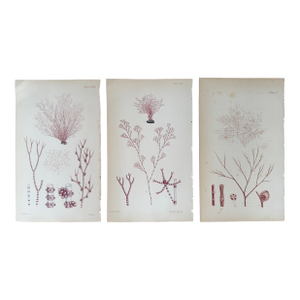 Set of 3 Antique Original Hand Colored Seaweed Prints, William Harvey c.1846