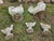 Mid 20th Century Concrete Rooster, Hen and Chicks Garden Ornaments - 5 Pieces For Sale - Image 12 of 12