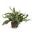 100% realistic a perfect copy of your favorite ferns. These dropins are a nohassle work of art. Right down to the...