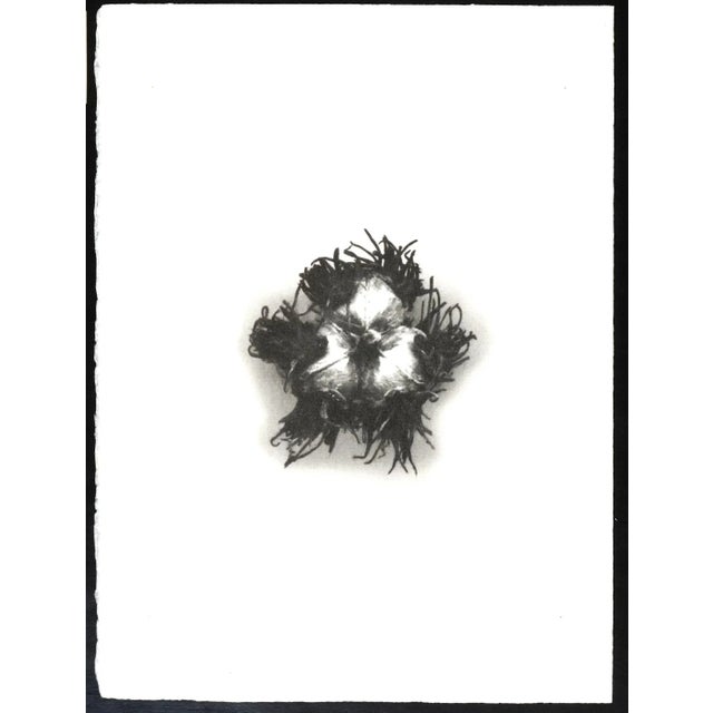 Contemporary "Botanica VI" - Black & White Gum Dichromate Print by S. Hoaward For Sale - Image 3 of 3