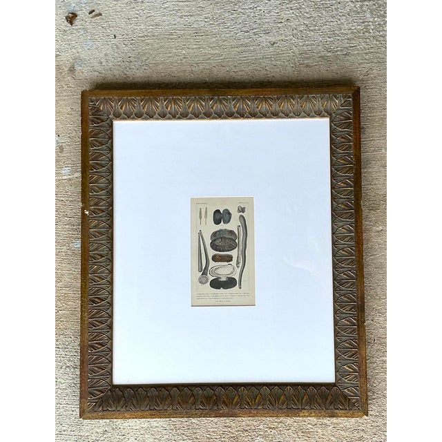 Vintage Undersea Specimen Print in Carved Wood Frame For Sale - Image 11 of 12