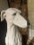 A life-size Italian ceramic greyhound sculpture. The sculpture is marked to the underside and dates from the 1960s-1970s....