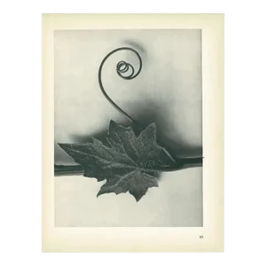 1928 Karl Blossfeldt "Bryonia Alba", Original Period Photogravure
