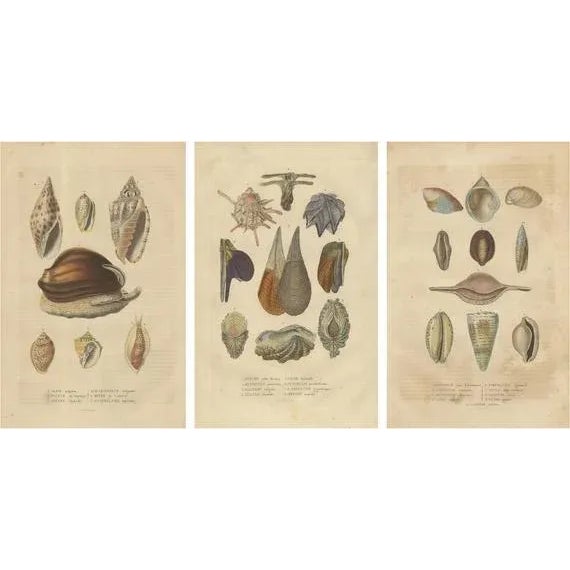 Mosaic of Mollusk Diversity, 1845, Paper, Set of 3 For Sale - Image 6 of 6
