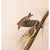 Farmhouse 1966 Vintage Cottage Print "Pine Creeping Warbler" After John James Audubon For Sale - Image 3 of 7