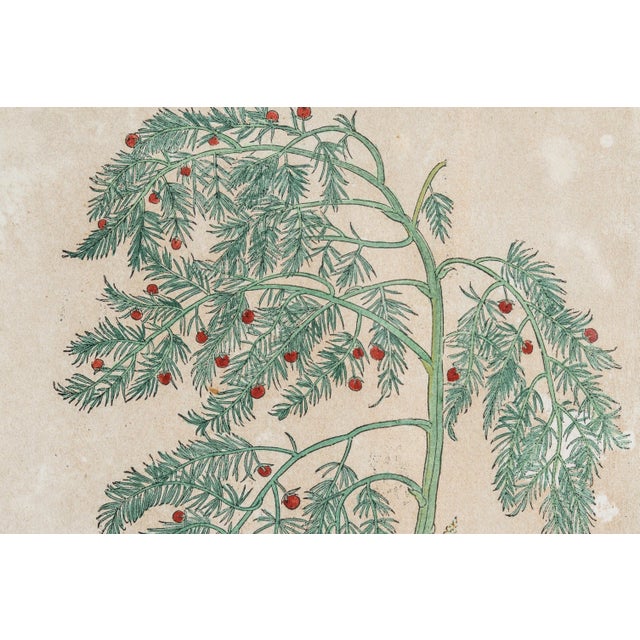 Antique White Antique Trio of Framed Double-Print Renaissance Botanical Wall Art For Sale - Image 8 of 18