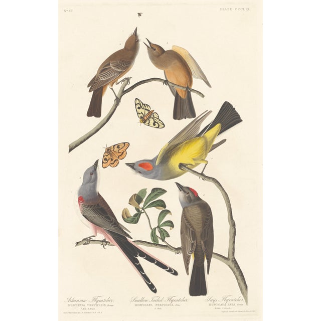 Drawing/Sketching Materials Collection of 4 Vintage 1966 John James Audubon Bird Reproduction Prints 8.5" X 12.75" For Sale - Image 7 of 17