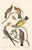 Drawing/Sketching Materials Collection of 4 Vintage 1966 John James Audubon Bird Reproduction Prints 8.5" X 12.75" For Sale - Image 7 of 17