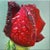 A one of a kind 12x12 Natural Realist Acrylic on Canvas Painting executed by artist Wilbur Hawk. A certificate of...