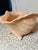 1960s Vintage Ceramic Shell Planter For Sale - Image 5 of 5