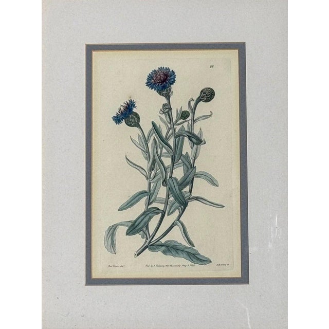 Wood Traditional Wall Decor, Framed Floral Botanicals, Giltwood Frame, 19th C. For Sale - Image 7 of 14