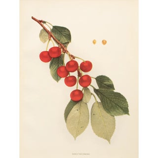 1900s U. P. Hedrick, Original Antique Photogravure of Early Richmond Cherries For Sale