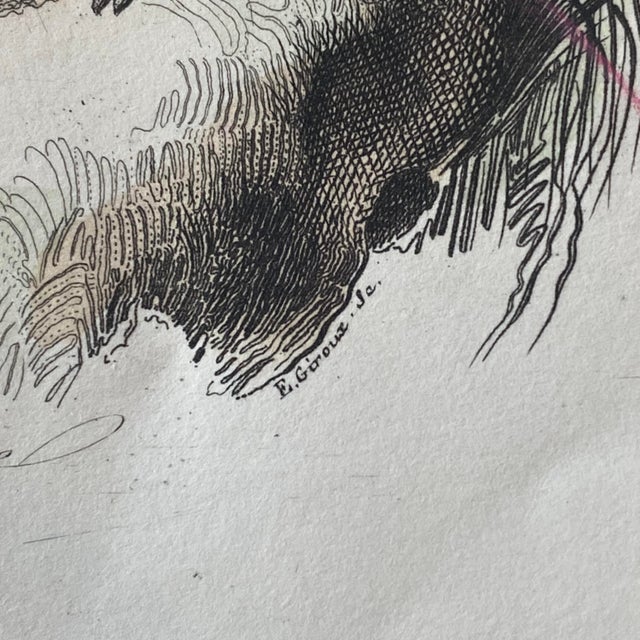 French Antique 18th Century "Le Lama" Animal Engraving Hand Colored Signed Artwork For Sale - Image 9 of 11