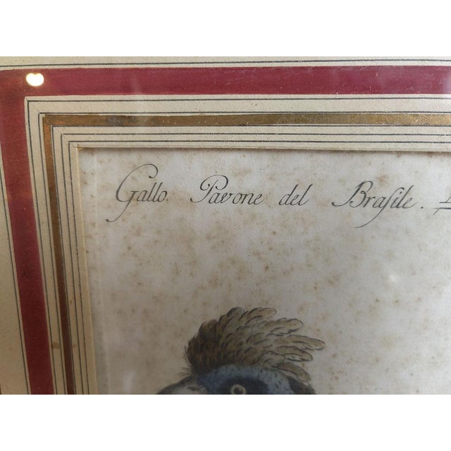 Saverio Manetti, Gallo Pavone del Brasile, 20th Century, Print, Framed For Sale - Image 10 of 13