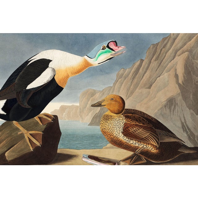 King Duck, Vintage Art Print Reproduction From Birds of America by John James Audubon, 60" X 40" For Sale In Buffalo - Image 6 of 10