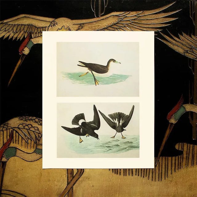 John James Audubon 1966 Vintage Cottage Print "Dusky & Wilson's Petrels" After John James Audubon For Sale - Image 4 of 5