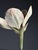German Botanical Floral Model, 1900 For Sale - Image 9 of 18